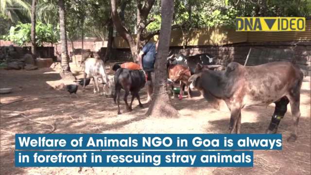 This NGO in Goa strives for better world for animals This NGO in Goa strives for better world for animals