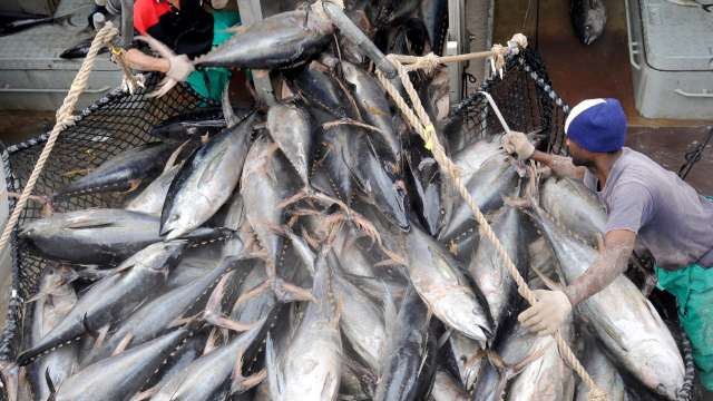 VIRAL: Fishermen get lucky, catch rare species of fish worth Rs 2 crore - Vimarsana News