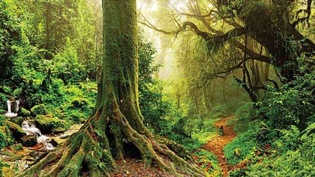 Over 9,000 tree species on Earth remain undiscovered, says new international study - Vimarsana News