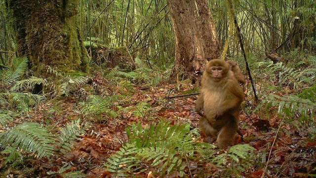 India's newest mammal White Cheeked Macaque discovered in Arunachal Pradesh - Vimarsana News