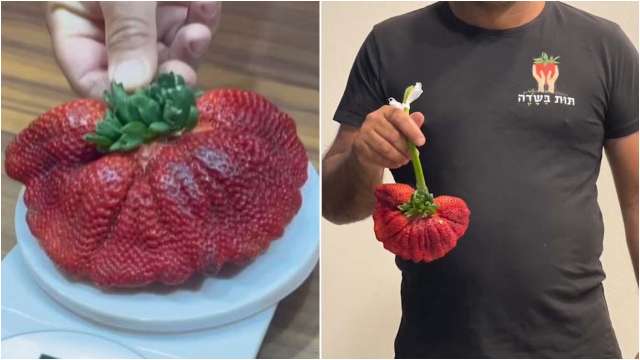 World S Heaviest Strawberry Weighing 2 Gms Finds Place In Guinness World Records