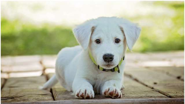 Man arrested for running over pet dog in Greater Noida - Vimarsana News