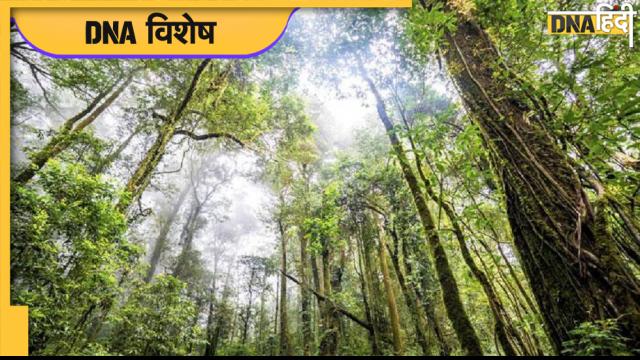 World Forestry Day 2022: एक बार जरूर घूमने आएं भारत के इन 5 शानदार जंगलों में 