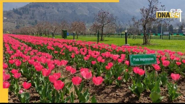 Tulip Garden