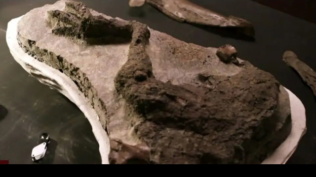 VIRAL: Fossil of dinosaur leg from its 'last day on Earth' found by scientists - Vimarsana News