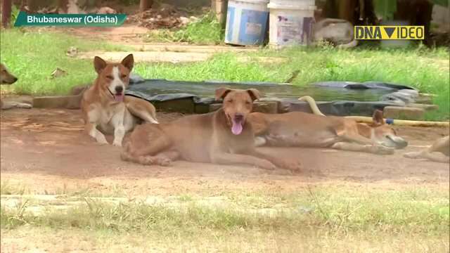Odisha: Bhubaneswar-based NGO makes shelter to protect animals from scorching heat