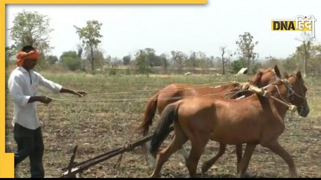 Horse in field feature image