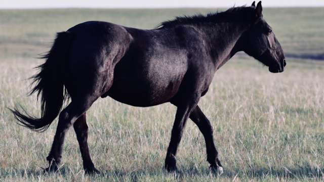 'Rs 22 lakh washed down' after rare 'black' horse turns brown after bath - Vimarsana News