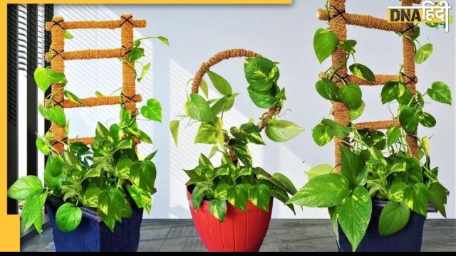 money plant, money plant direction, money plant in a right direction, plantation of money plant, vastu for money plant, vastu shastra tips for money plant, vastu tips for money, vastu tips for money plant