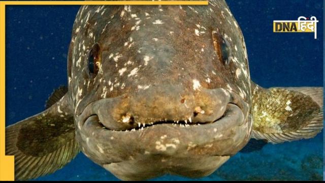 Coelacanth fish 