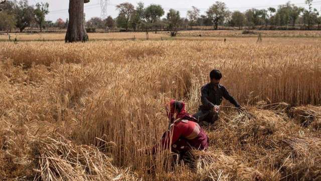 India bans wheat export with one exception, know details - Vimarsana News