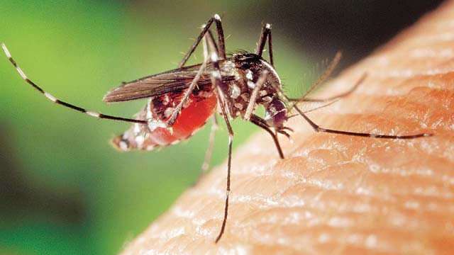Uttar Pradesh health officials on high alert as dengue cases rise alarmingly - Vimarsana News