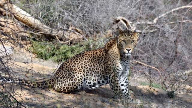 Rajasthan's Jaipur becomes only city in India with two leopard safaris - Vimarsana News