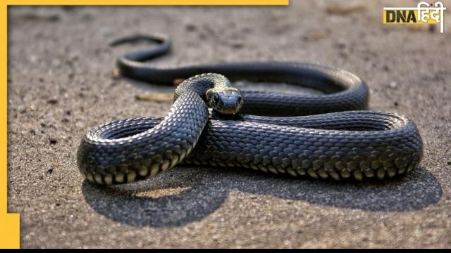 Facts About Snakes, Facts About Snakes in hindi, DNA photo Gallery, DNA hindi, amazing facts about snakes, snakes interesting facts