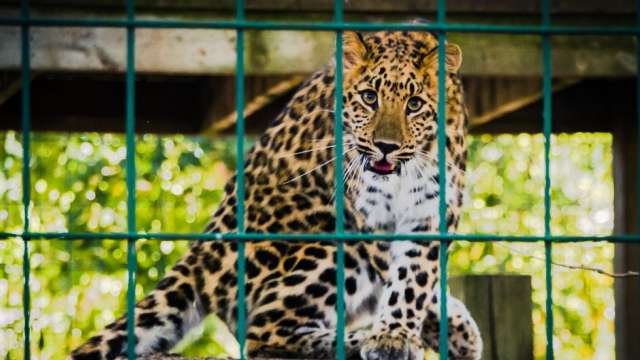 Uttarakhand: Caged leopard burnt alive by villagers in 'revenge killing', 150 people booked - Vimarsana News