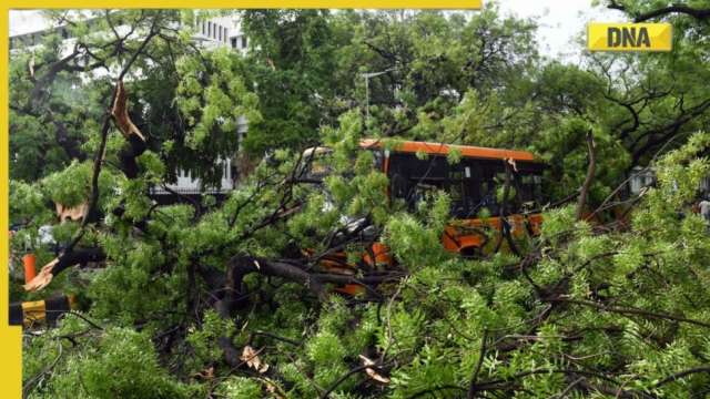 Uprooting of trees in Delhi due to concretisation, declining groundwater levels, claim experts - Vimarsana News