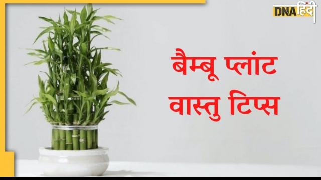 Bamboo for gifts, Bamboo for wealth, Bamboo Plants, benefits of bamboo, best position for bamboo plant, Feng Shui, how many bamboo stalks are lucky, Vastu, Vastu Shastra