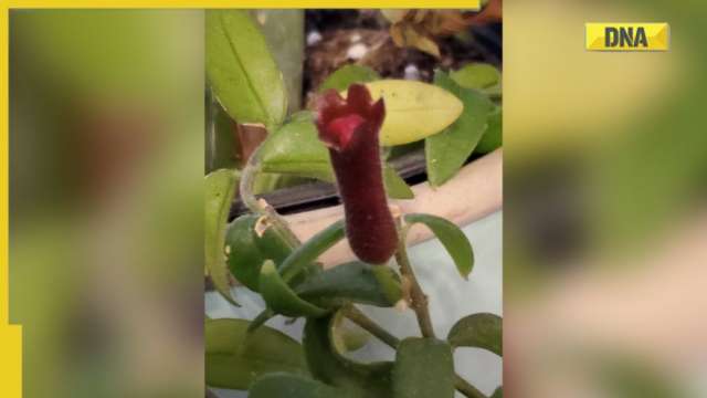 Arunachal Pradesh: 'Lipstick' plant rediscovered after 100 years in Anjaw district - Vimarsana News