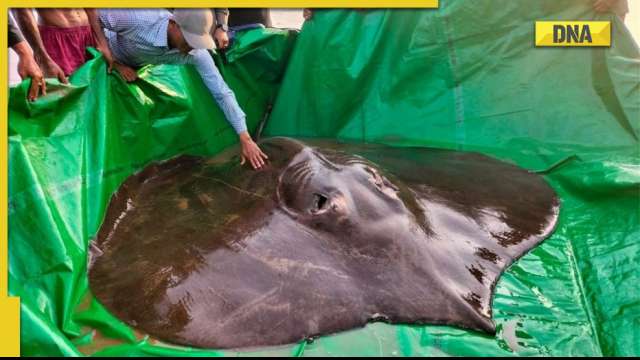 Largest freshwater fish ever caught hooked in Cambodia