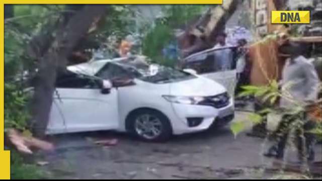 Chennai: Woman dies after tree falls on her car while driving - Vimarsana News
