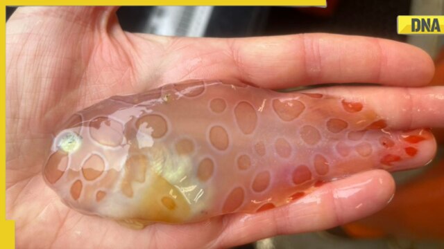 Rare 'transparent fish' found in Alaskan waters, know cool features of strange creature - Vimarsana News