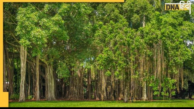 How to do Vrikshasana (Tree Pose) | Benefits of Vrikshasana in 2021 -  Khojomitro