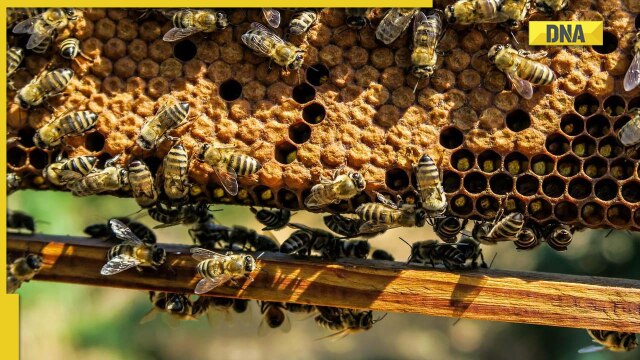 DNA Explainer: Why Australia killed millions of honeybees and kept many under lockdown - Vimarsana News