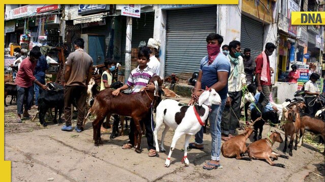 Eid-ul-Adha 2022: Indore witnesses shortage of goats due to high demand ahead of Bakrid - Vimarsana News
