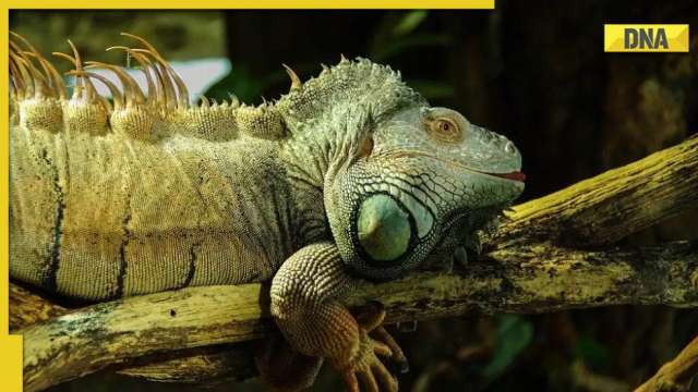 Woman left surprised after finding iguana in her toilet, what happened next? - Vimarsana News