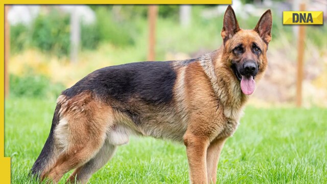 Bihar police detains German shepherd dog under violation of Excise laws, says 'it's getting expensive for us to keep' - Vimarsana News