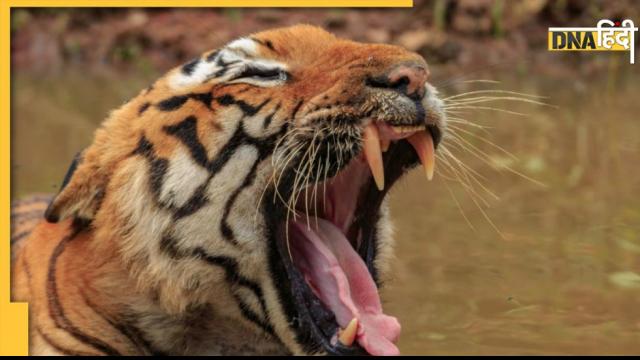 International Tiger Day 2022: The dangerous tigers of India whose fear made them a celebrity