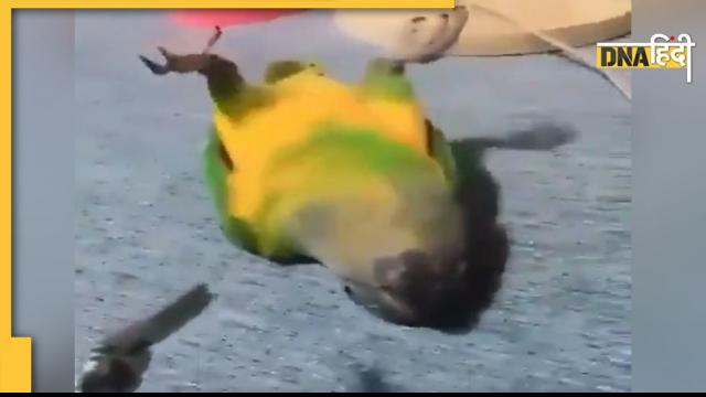 Funny Video: ऐसा ड्रामेबाज तोता नहीं देखा होगा कभी, बंदूक तानो तो झट से करता है Funny Video: ऐसा ड्रामेबाज तोता नहीं देखा होगा कभी, बंदूक तानो तो झट से करता है