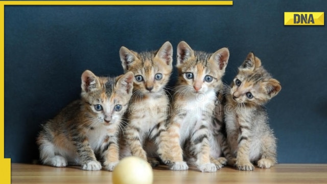 International Cat Day: Take a look at Indian cat breeds that are popular around the world - Vimarsana News