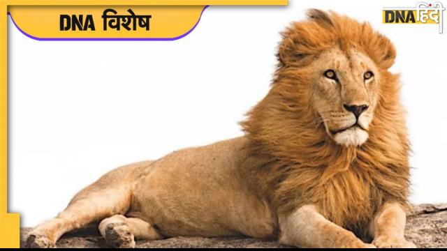 why lion is the king of jungle