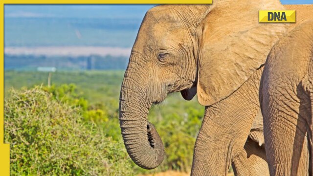 World Elephant Day 2022: History, significance to observe the day on