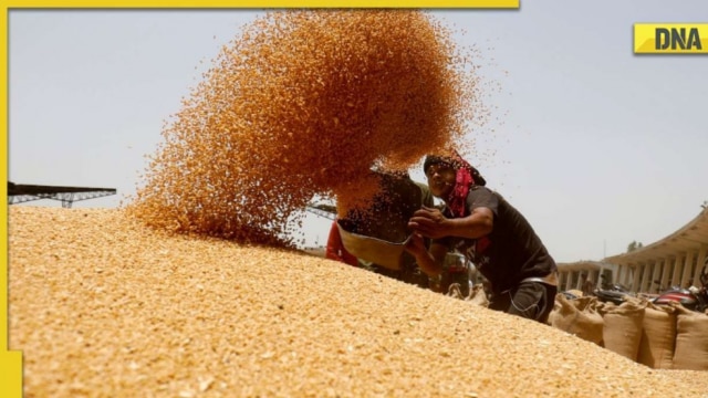 Wheat prices in India stabilised, export limitations successful - Vimarsana News