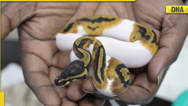 Photos: Chennai airport authorities find monkey, snakes, pythons ...