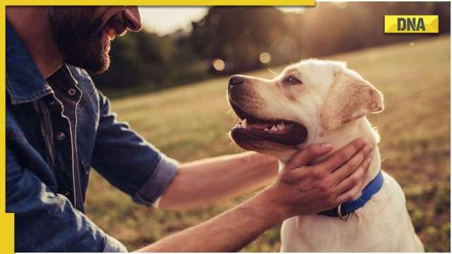 International Dog Day 2022: History, significance, quotes to mark your furry friend's special day - Vimarsana News