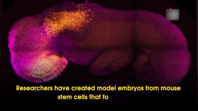 synthetic-embryo-with-brain-and-beating-heart-grown-from-multiple