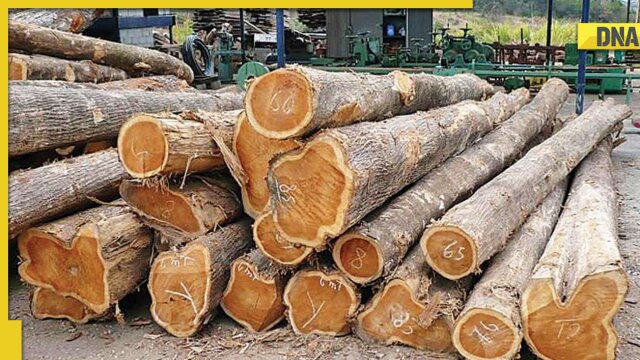 H&M partners with WWF to launch AI app tackling deforestation - Vimarsana News