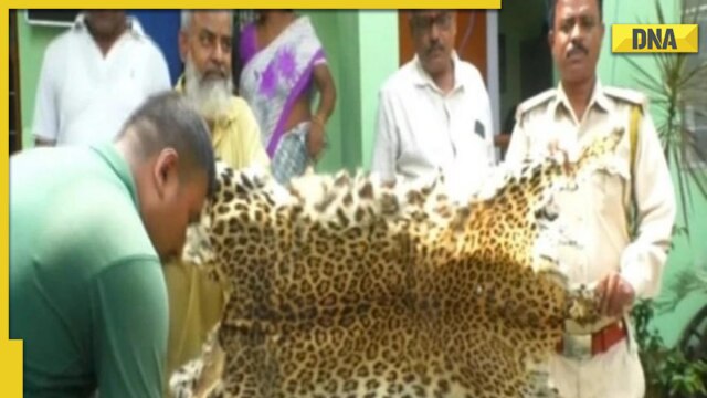 Forest officials recover body parts of wild animals including leopard, pangolin skins in Assam's Nagaon, 4 arrested - Vimarsana News