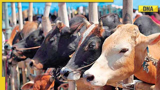 What is Lumpy Skin Disease, virus affecting cattle in India? Know all about symptoms, treatment, Lumpi-ProVac vaccine - Vimarsana News