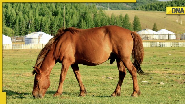 Why was Rajnath Singh gifted a horse in Mongolia? History, significance explained - Vimarsana News