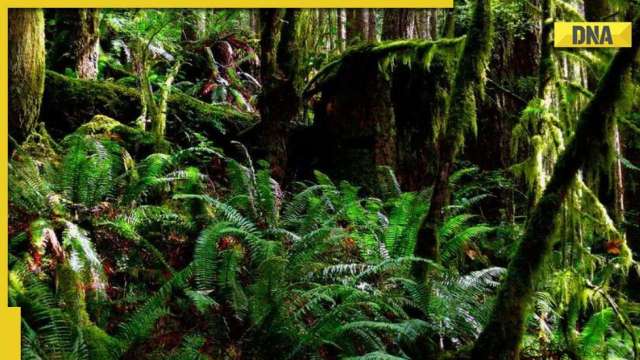 National Forest Martyrs Day 2022: Know why this day is observed on September 11 - Vimarsana News