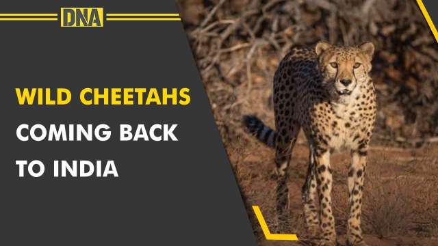 Watch: First look of Cheetahs arriving from Namibia to India