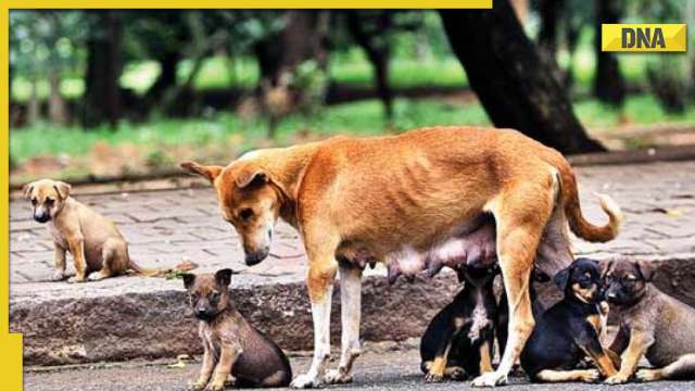 Stray dog menace can't be solved by killing dogs, says Kerala CM Pinarayi Vijayan - Vimarsana News
