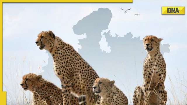 DNA Explainer: Kuno is the new home for eight African Cheetahs, but can the endangered wild cats survive in India? - Vimarsana News