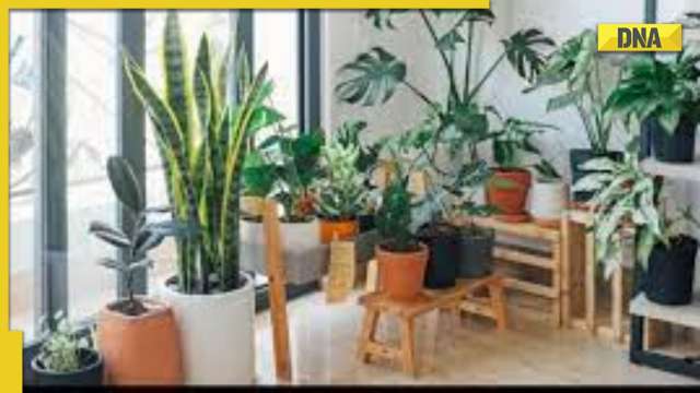 Vastu tips for home decor: 5 vastu shastra ideas to create peace and harmony - Vimarsana News