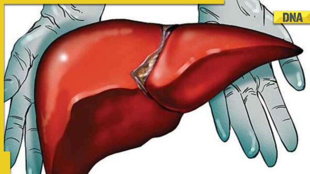 How to know if your liver needs attention? Functions and symptoms - Vimarsana News