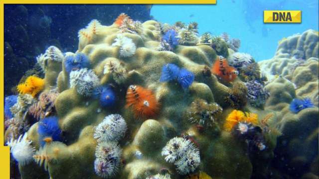 Research: Climate change may negatively impact marine habitats and ecosystems - Vimarsana News